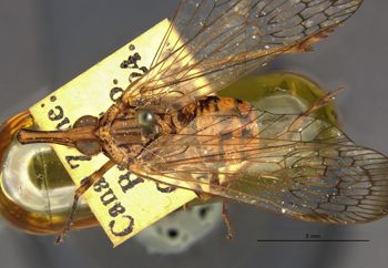 Media type: image;   Entomology 22250 Aspect: habitus dorsal view